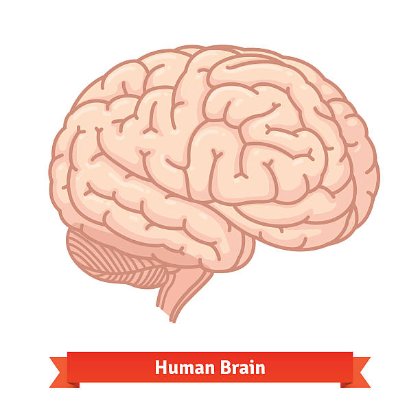 human brain. three-quarter view - üç dönem uzunluğu stock illustrations