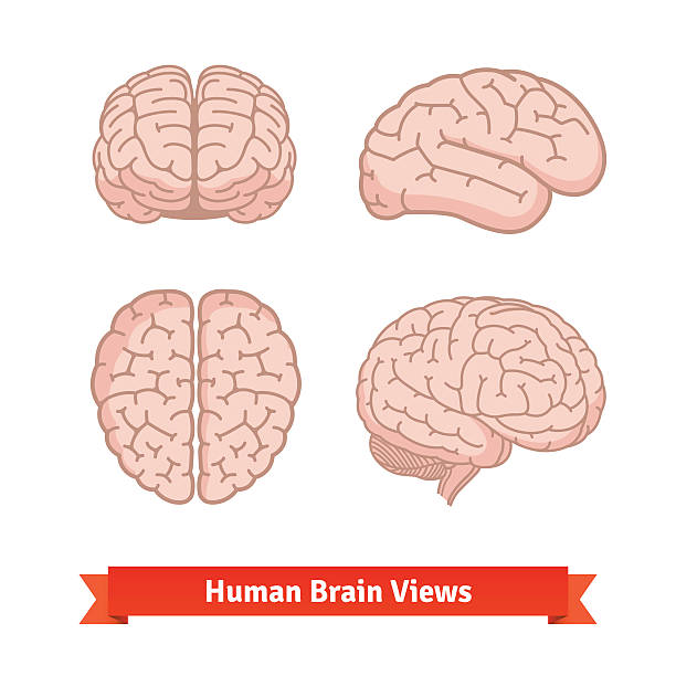 ilustraciones, imágenes clip art, dibujos animados e iconos de stock de cerebro humano. superior, frontal, lateral. - morphology