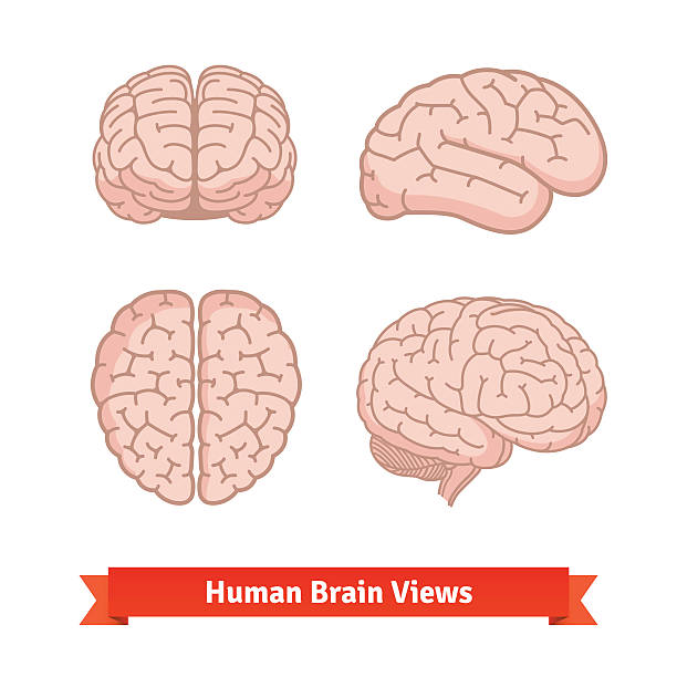 Human brain views. Top, frontal, side. Human brain views. Top, frontal and side view, three-quarter. Flat vector icons. front view illustrations stock illustrations
