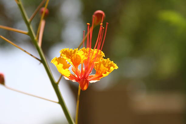 Red Bird of Paradise Place: Phoenix, Arizona, United States. Date Taken: 8-6-12 pride of barbados flower stock pictures, royalty-free photos & images