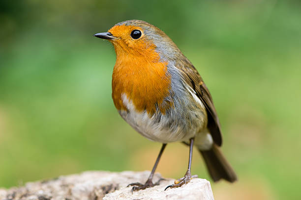 Robin (Erithacus rubecula) in profile with striking orange breast