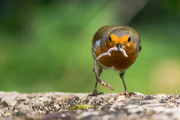 Photo of Robin (Erithacus rubecula) with a worm hanging from beak