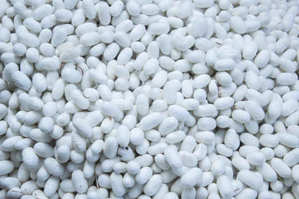 istock Silkworm cocoon fiber white farms 500678192
