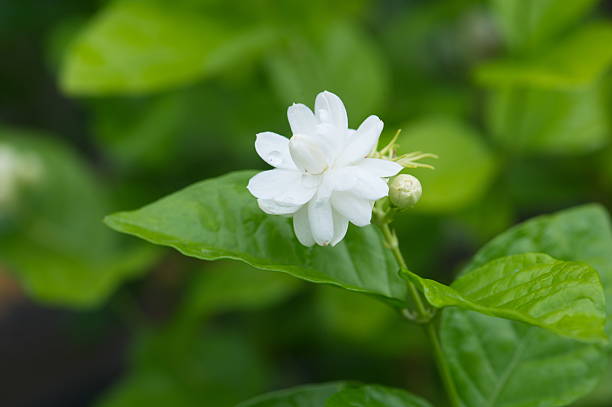 istock Beautiful Jasmine flower with leaves 500682411