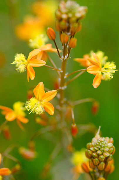 bulbine frutescens blumen - bulbine frutescens stock-fotos und bilder