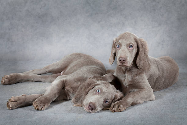 istock Weimaraner puppies in front of grey background 500683133