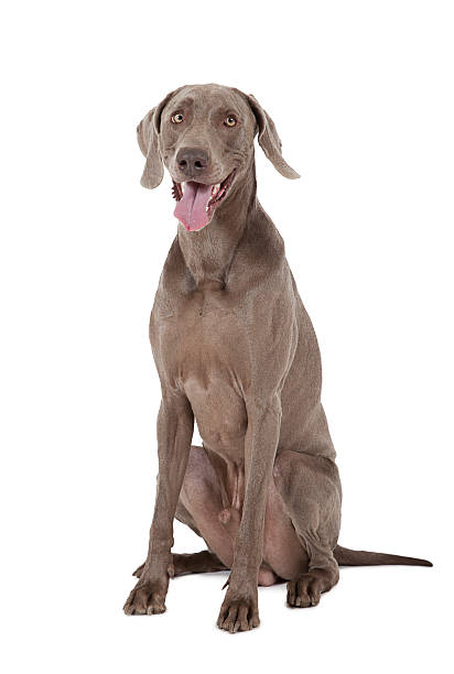 istock Shorthaired Weimaraner dog, three years old 500683327