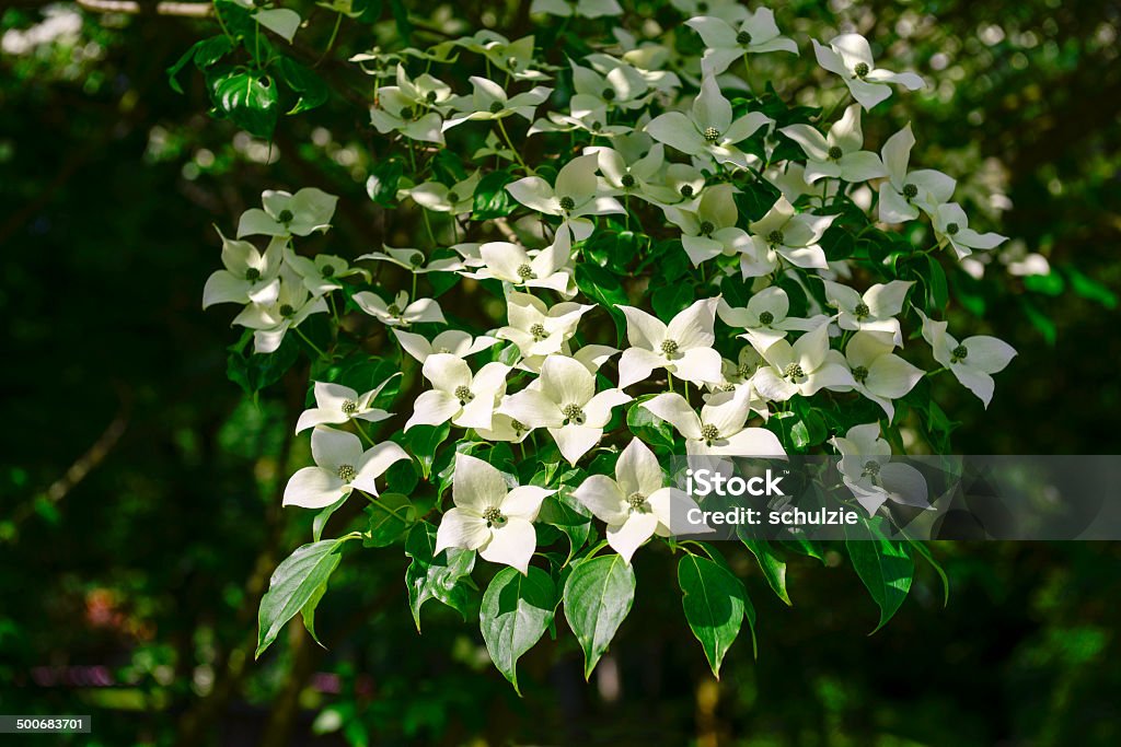 Flowering dogwood Flowering dogwood  Backgrounds Stock Photo