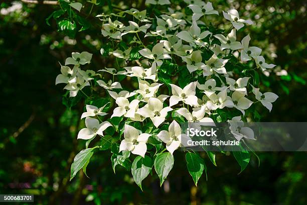 Flowering Dogwood Stock Photo - Download Image Now - Backgrounds, Beauty In Nature, Blossom