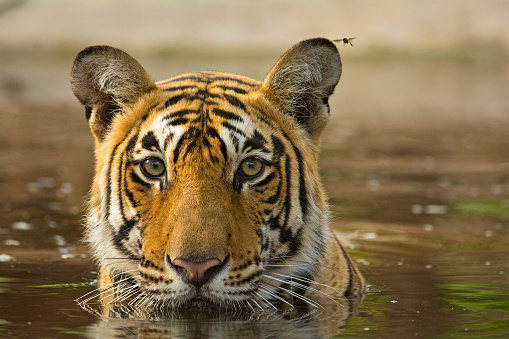 Tiger refrescarse en un abrevadero photo