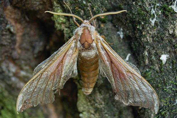 Eyed Hawk Moth Nature photography smerinthus ocellatus stock pictures, royalty-free photos & images