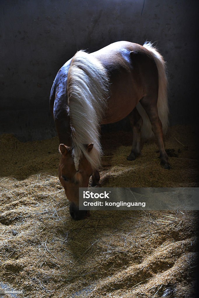 Poney no celeiro - Royalty-free Agricultura Foto de stock