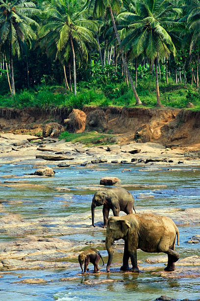Family of Indian elephants stock photo