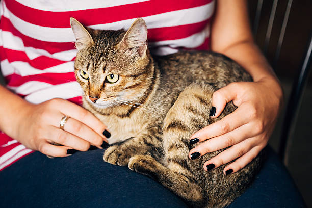 istock Close Up Portrait Tabby Male Kitten Cat 500685599