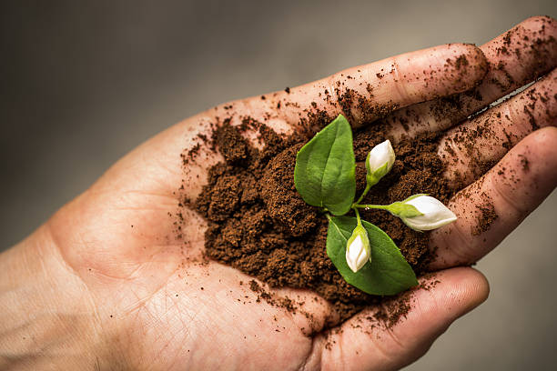 Hand Holding Dirt and Growing Flower stock photo
