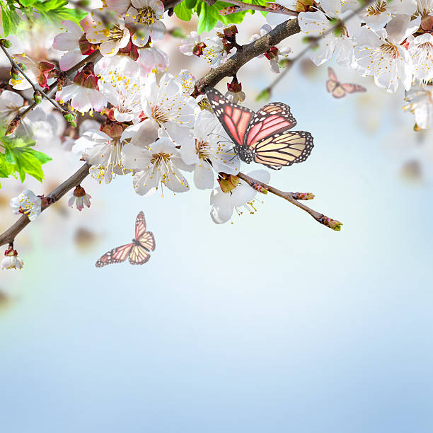 istock Apricot flowers in spring 500686605