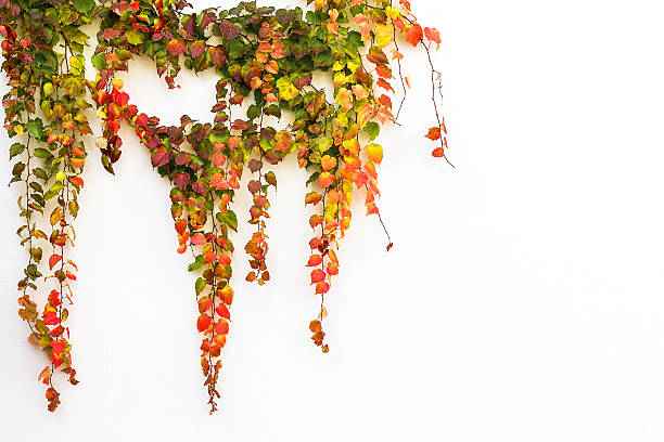 istock Red ivy creeper leaves on a building wall 500686889