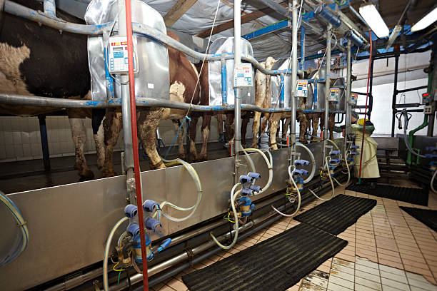 istock cow farm agriculture milk automatic milking system 500689013