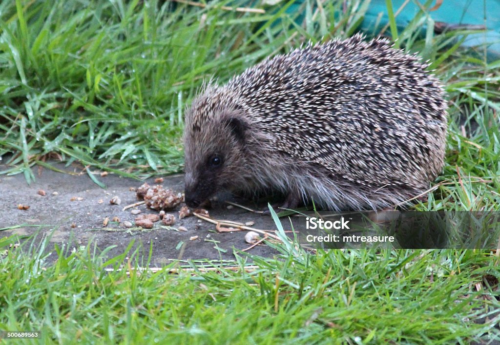 Obraz europejskich jeż w ogrodzie, jedzenie hedgehog żywności - Zbiór zdjęć royalty-free (Bez ludzi)