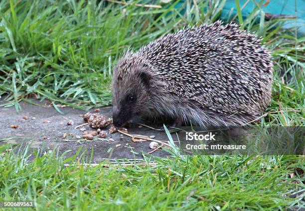 Obraz Europejskich Jeż W Ogrodzie Jedzenie Hedgehog Żywności - zdjęcia stockowe i więcej obrazów Bez ludzi