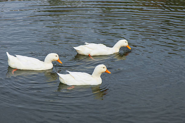 istock White ducks swimming in pond 500693472