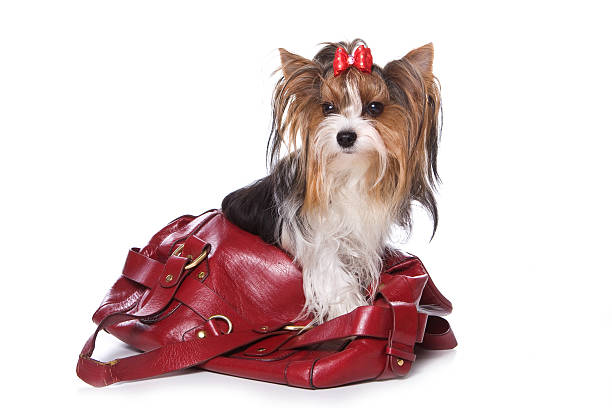 istock Beaver Yorkshire Terrier dog sitting in a bag 500695416