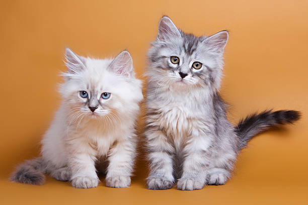 istock Two Siberian furry kitten on an orange background 500695782