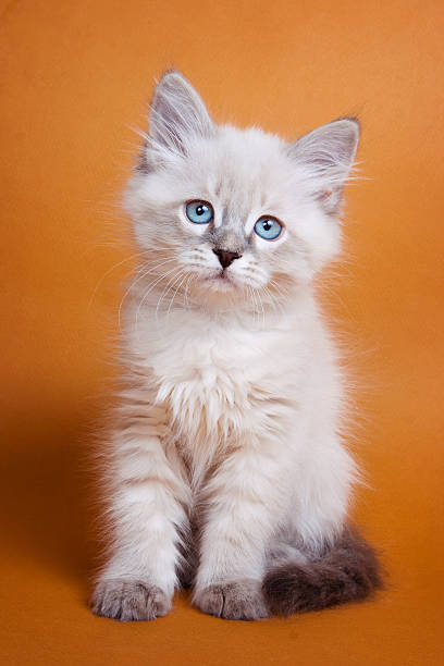 istock White kitten with blue eyes on an orange background 500695900