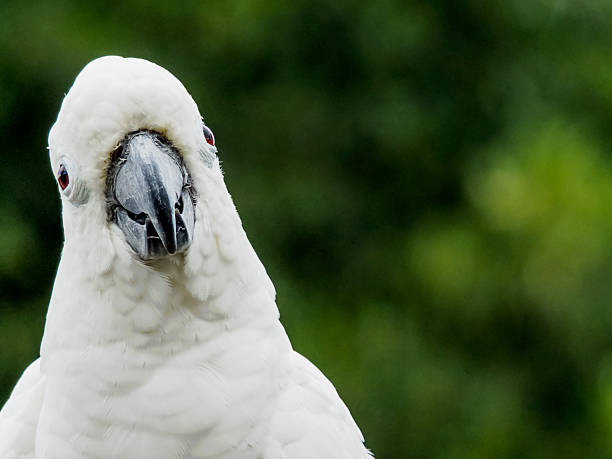 loro - kakadu fotografías e imágenes de stock