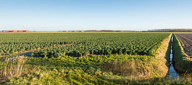 культивирования брюссельскую капусту на большое поле - polder autumn dirt field стоковые фото и изображения