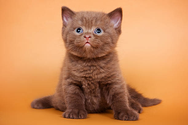 istock Brown kitten sitting and looking up on a brown background 500697392