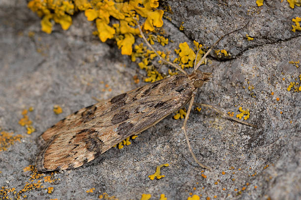 istock Rush veneer (Nomophila noctuella), a micro moth in family Crambidae 500697396