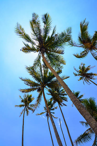 istock Coconut tree under beautiful blue sky and bright sun. 500697420