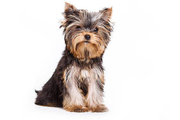 istock Yorkshire Terrier dog sitting and looking at the camera 500697730