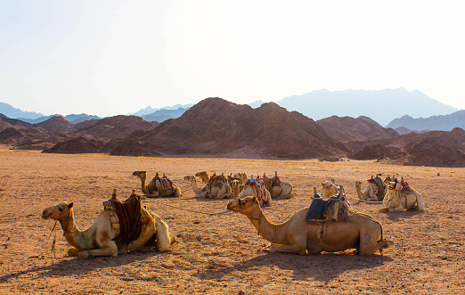 The glow of the Golden hour slowly fading from the backs of the bedouin tribe's camels as the sun sets on the desert of Sinai