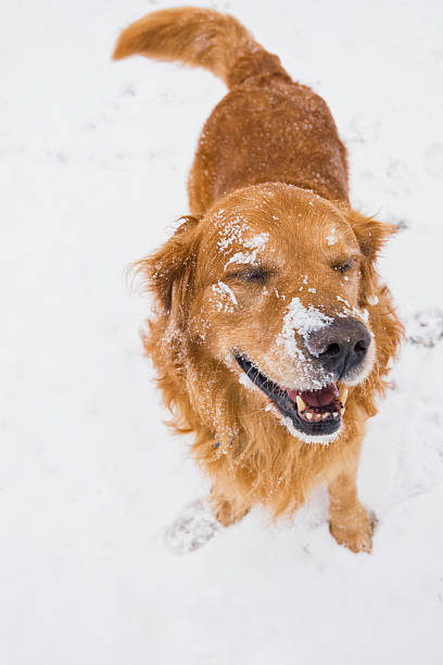 A happy 10 year old male (stud) Golden Retriever standing in snow with snow on his face, after taking a roll in the freshly fallen snow  \