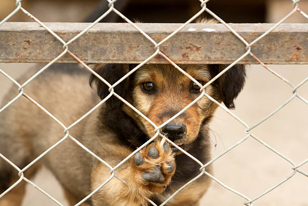 istock Puppy giving paw 500699872