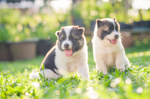 The dog is a child of the northern husky.