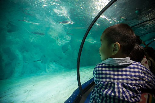 Asian Boy  See Aquaria.