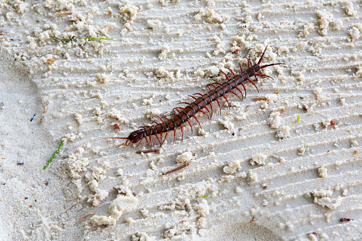 Scolopendra is a genus of centipedes, the family Scolopendridae.