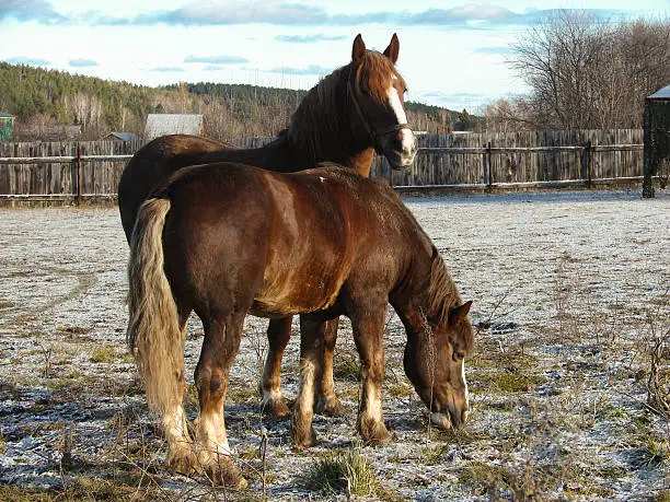 two brown horses grazing at the paddok
