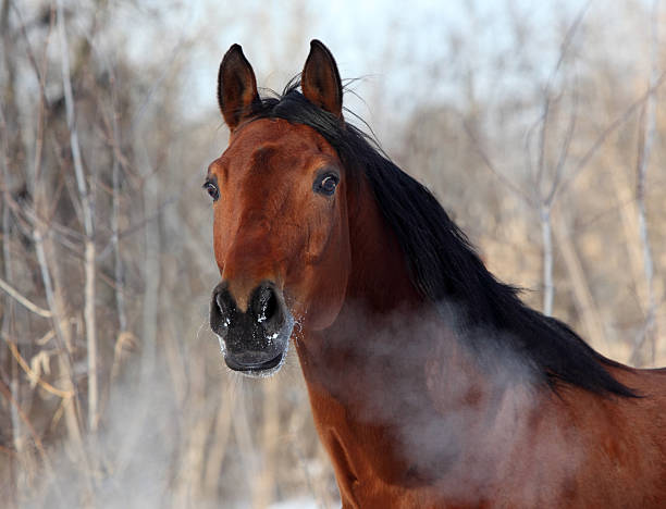 gorące oddech konia w zimowe dni - trakehner horse zdjęcia i obrazy z banku zdjęć