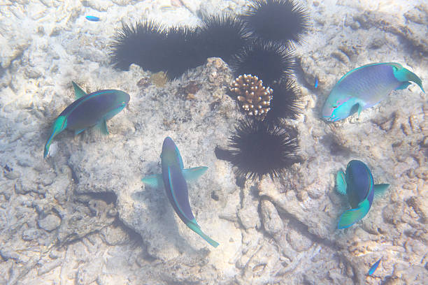 istock Parrotfishes in Indian Ocean near Seychelles 500701636