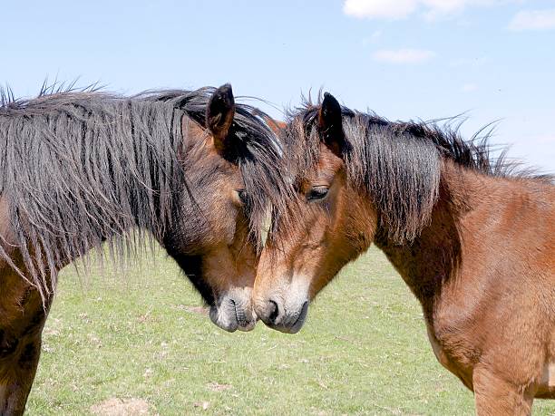 wild bay horses greeting each other with affection new forest the new forest national park, hampshire, southern england new forest stock pictures, royalty-free photos & images