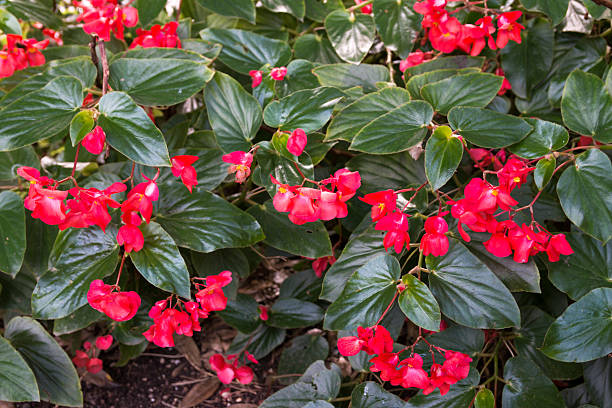 Begonia Begonia "Dragon Wing". Begonia is a genus of perennial flowering plants in the family Begoniaceae. The Begonias are native to moist subtropical and tropical climates. begoniaceae stock pictures, royalty-free photos & images