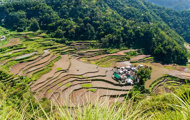 overlooking the rice-terraces and village of Banga-An, Luzon, Philippines