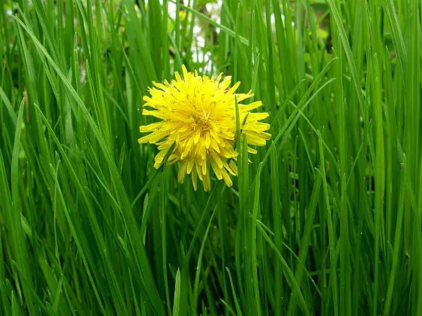 yellow dandelion on a background of green grass.
