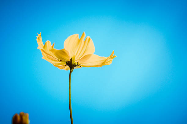 istock Cosmos sulphureus flower vintage 500702675