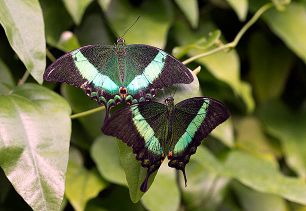 istock Emerald Swallowtail; Emerald Peacock; or Green-banded Peacock 500702943