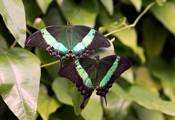 Emerald Swallowtail; Emerald Peacock; or Green-banded Peacock Emerald Swallowtail; Emerald Peacock; or Green-banded Peacock papilio palinurus stock pictures, royalty-free photos & images